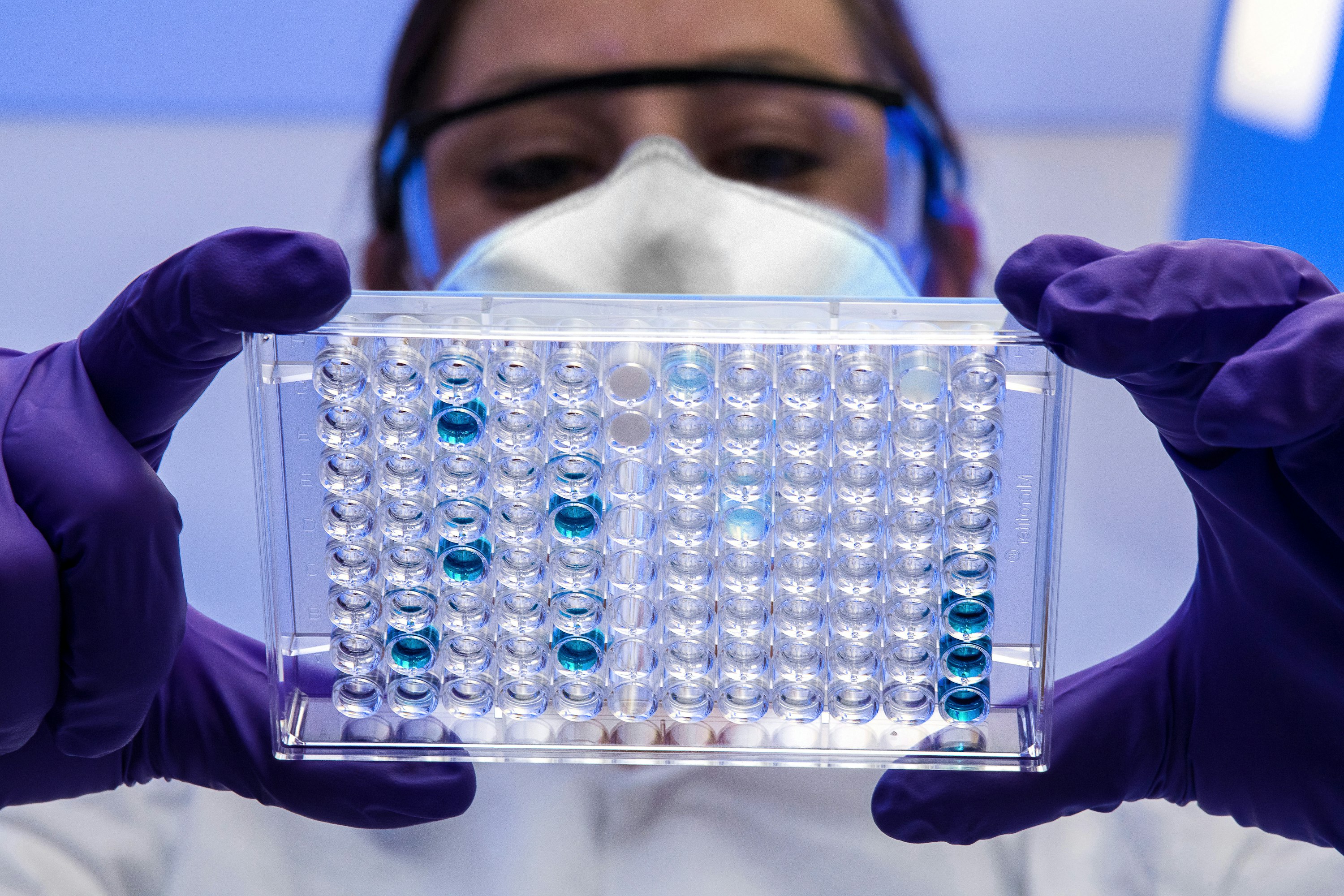 Gloved hands holding a multi-well laboratory plate with blue liquid samples